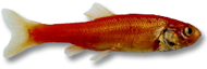 Rosey Red Minnows